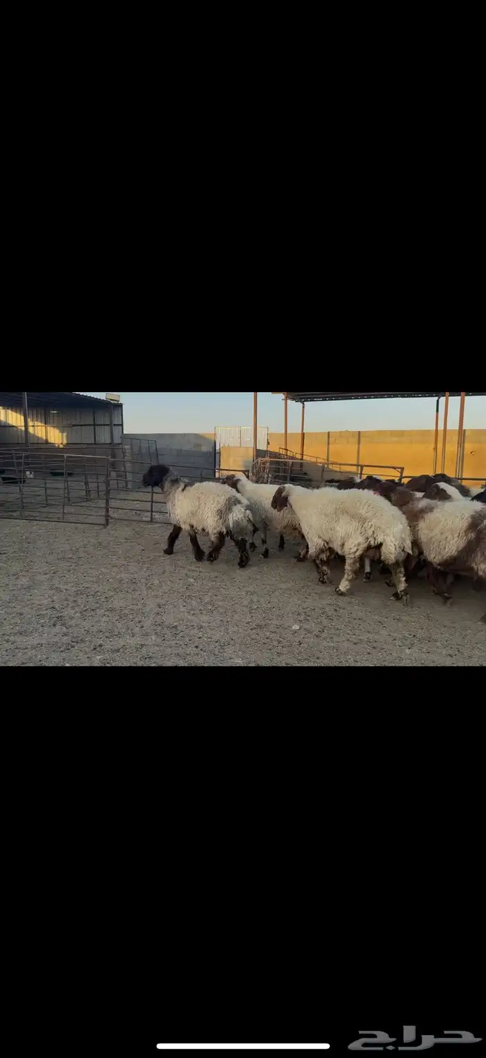 غنم نعيم دفيع . 0