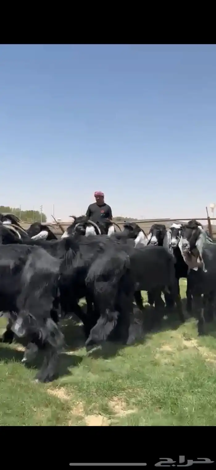 مراح عوارض دفيع فحص سونار شرط . 0