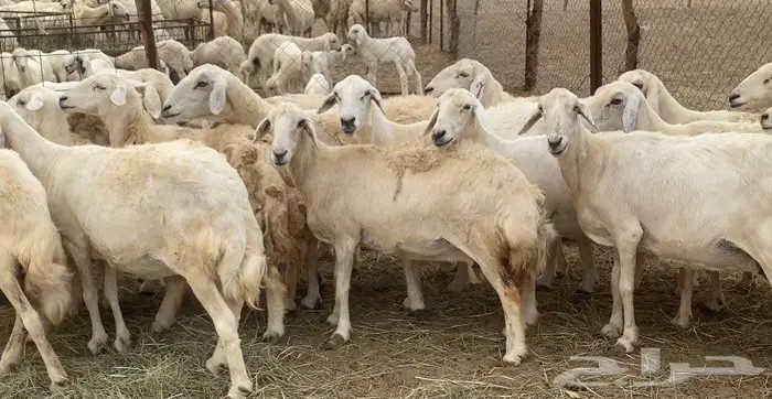 50 ضان حريات عياله 37 بالقنفذة 5