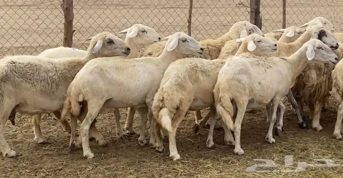 50 ضان حريات عياله 37 بالقنفذة 3