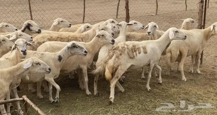 50 ضان حريات عياله 37 بالقنفذة 0
