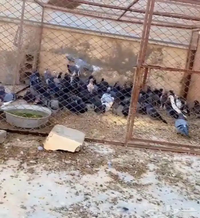 حمام. بري. طرح. للبيع 1