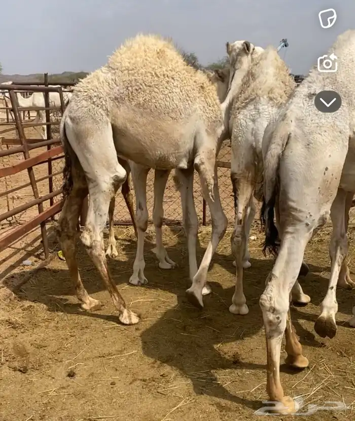 مفاريد كفو على حليب امتها للبيع 0