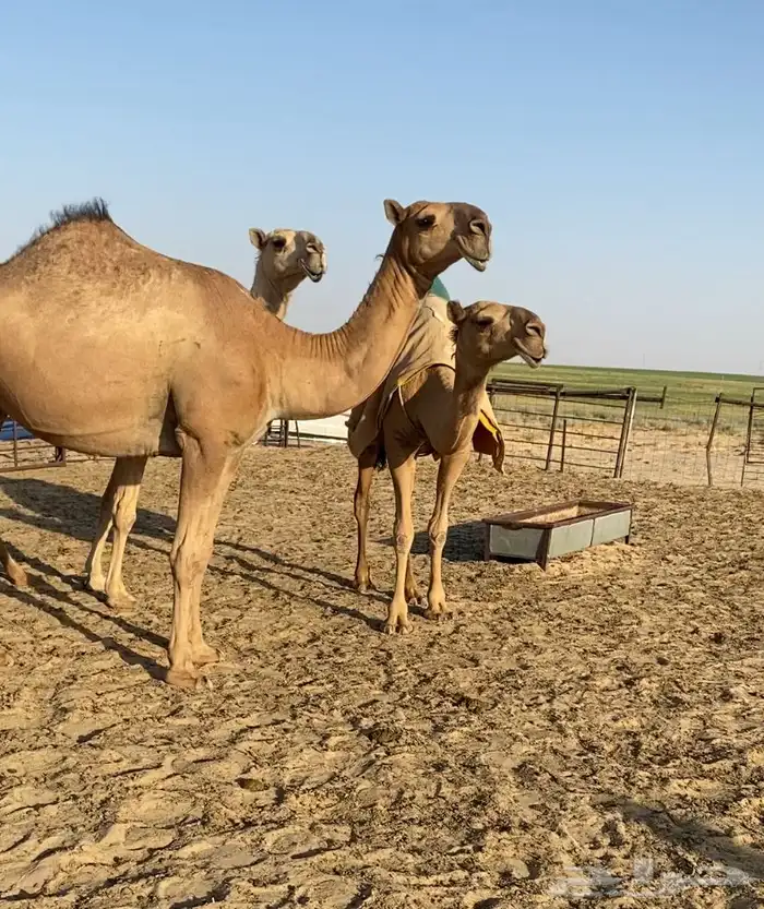 ابكار حمر وشقح كككفو وطيبه للبيع 0