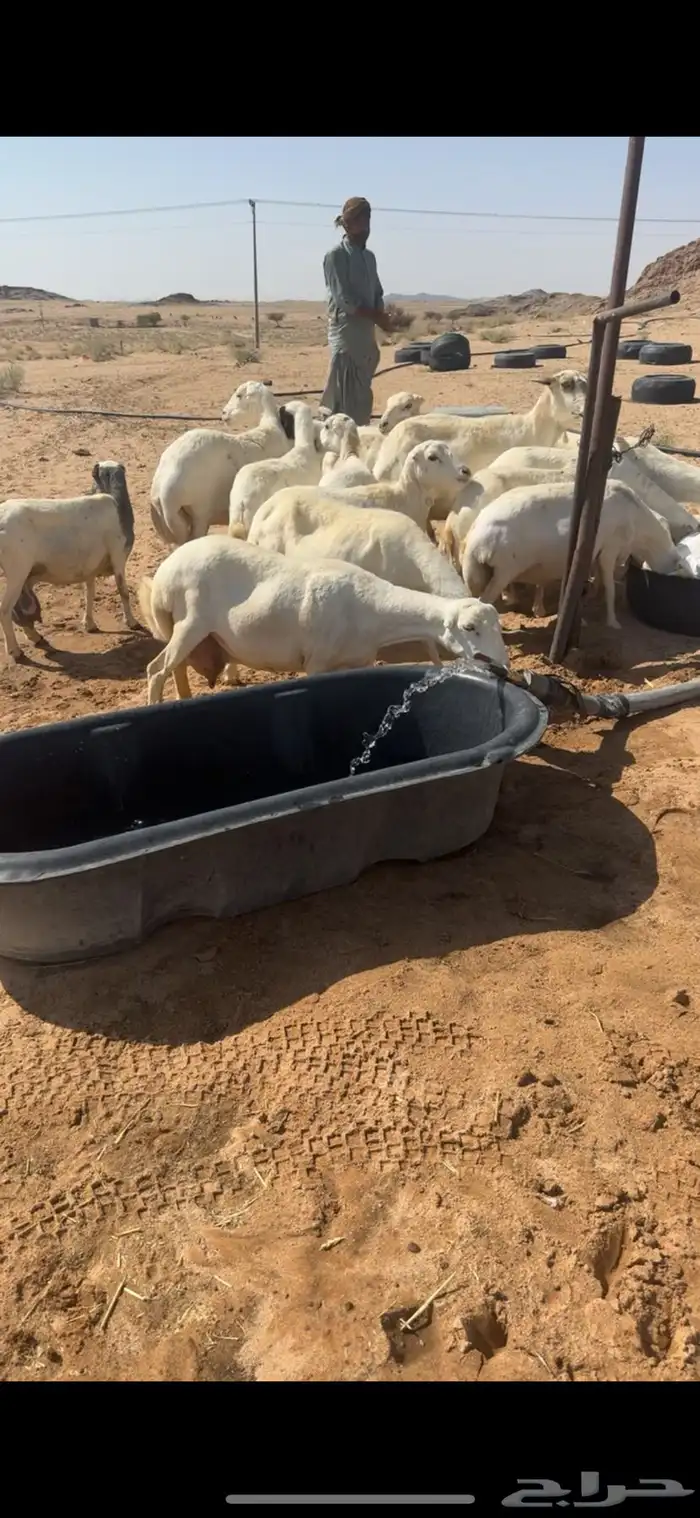 غنم رفيد دفيع قريب ولاد 2
