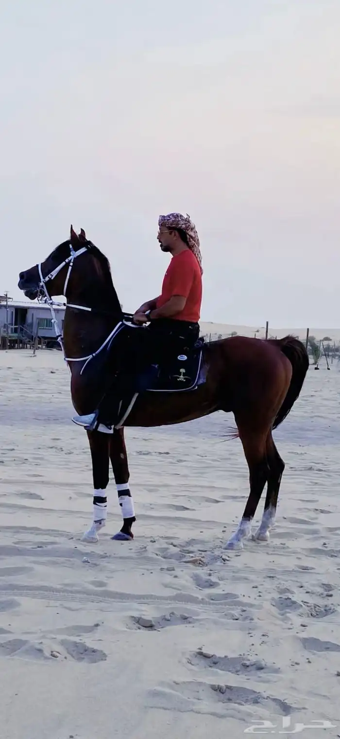 حصان شعبي حار وشيخ وفارق 0