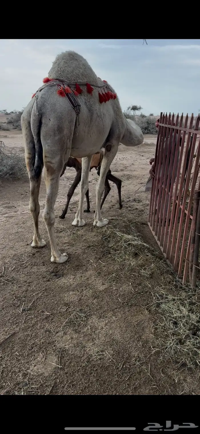 خلفه وضحا تحتها بكره حليبها سطل وناقه زين ومناح 2