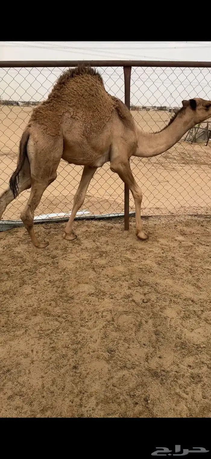 قعود كفوو للبيع رقم الجوآل 2
