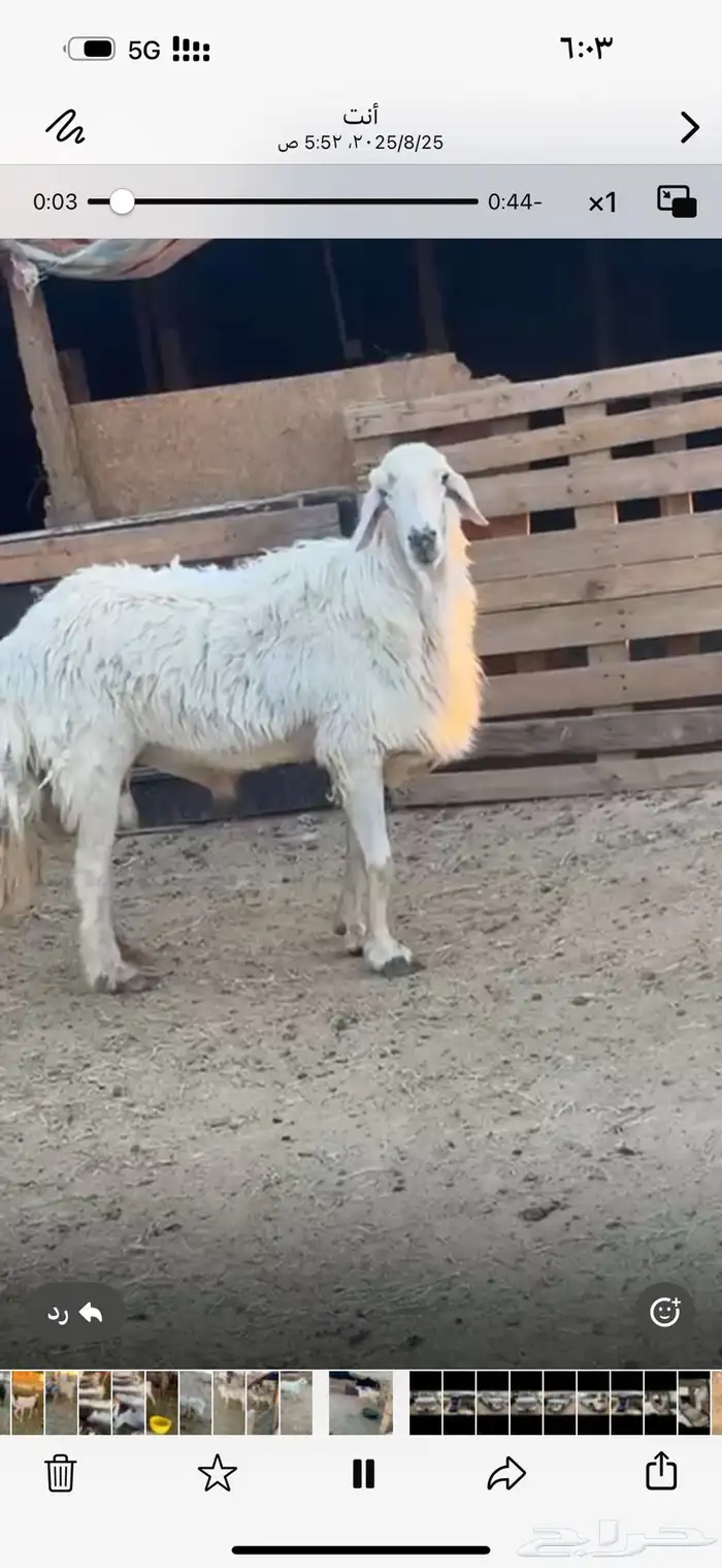 فحل حري معز بهم تربيه ذبايح خرفانحري 0