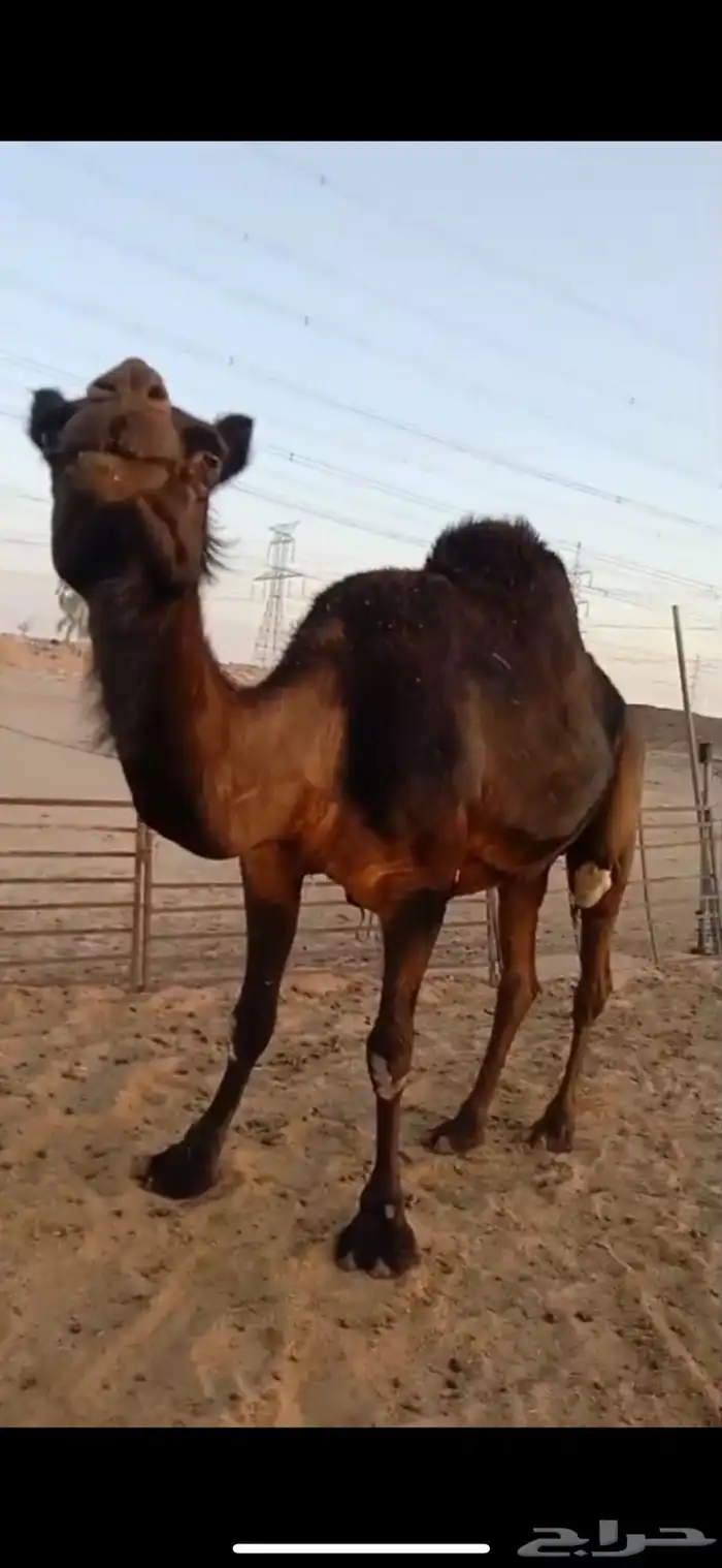 ناقة مجهم للبيع لقحه 1