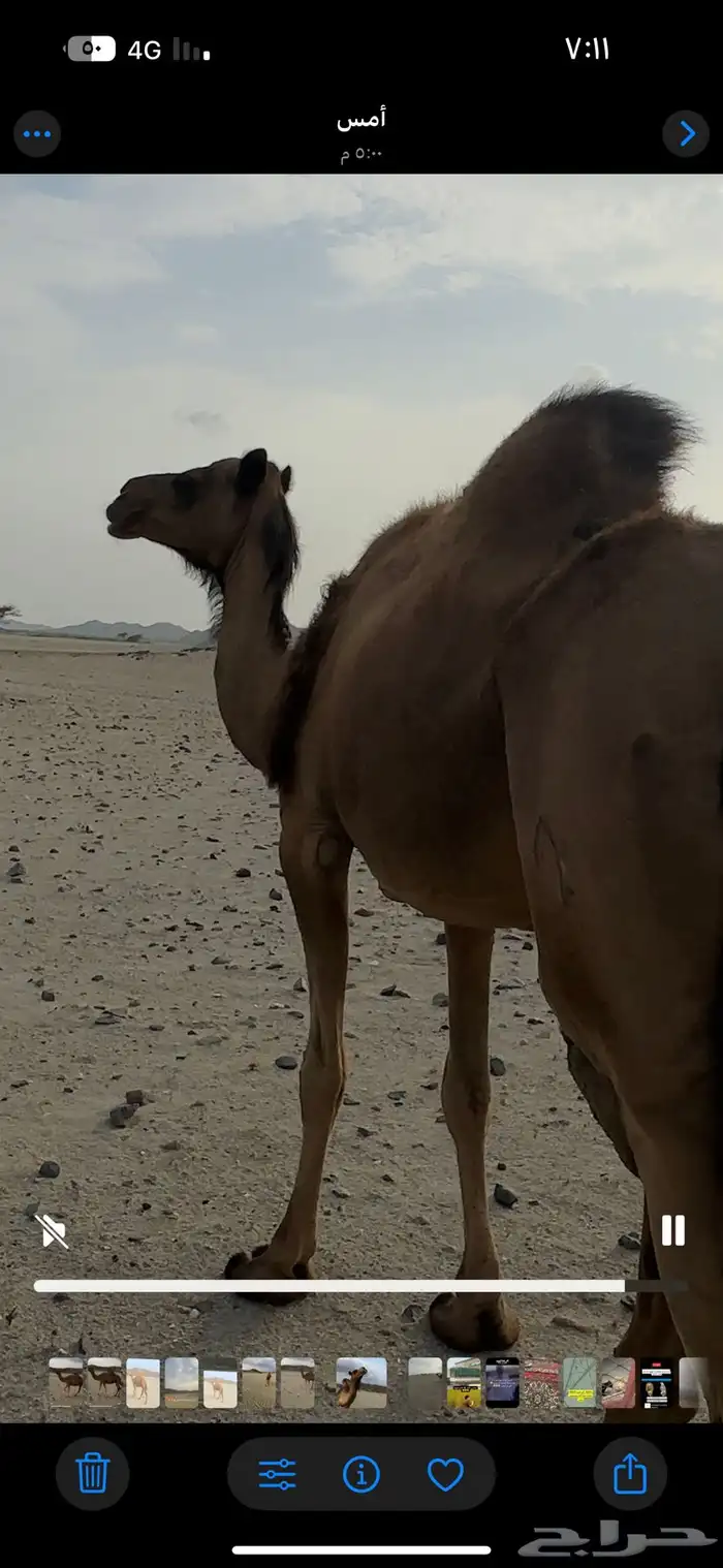 للبيع عدد 5 من الأبل 1
