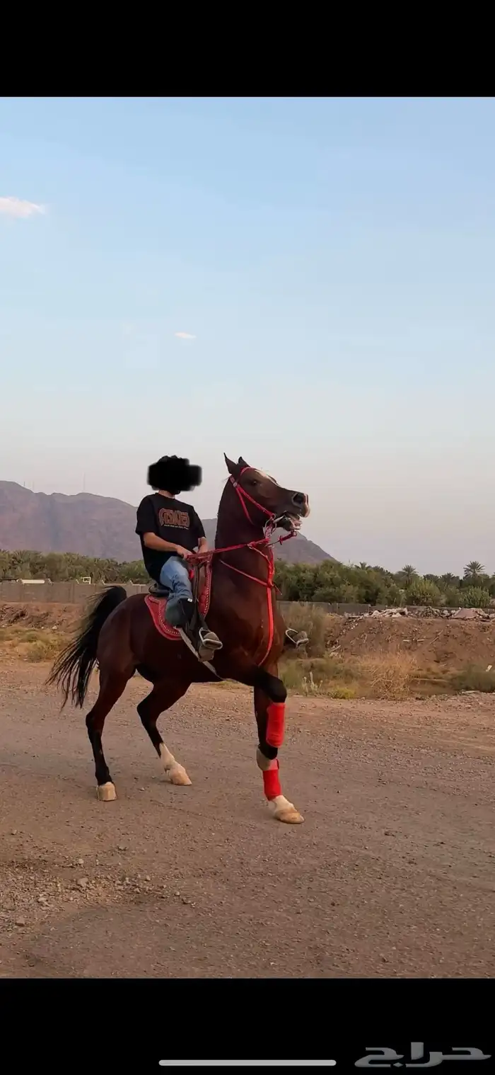 حصان واهو 2