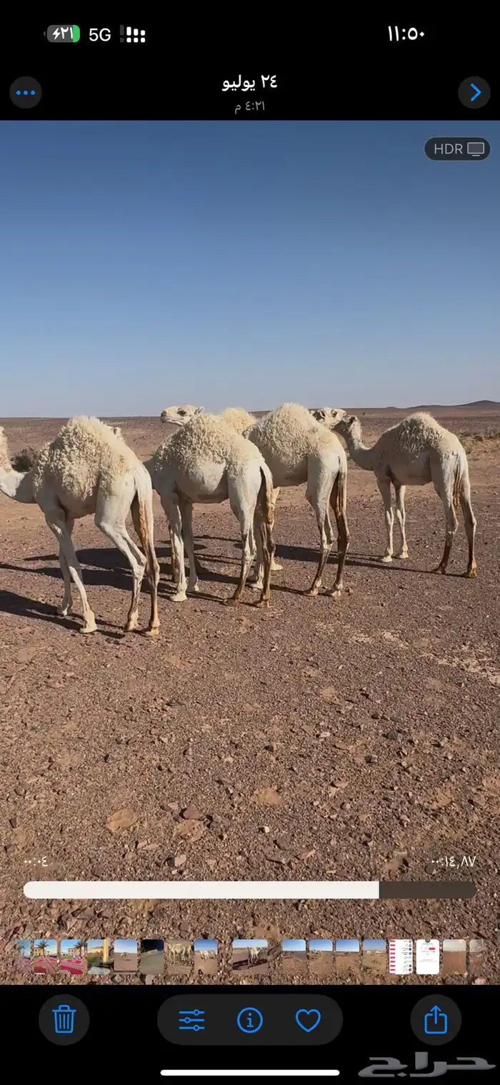 قعدان فاخره على الحليب 0