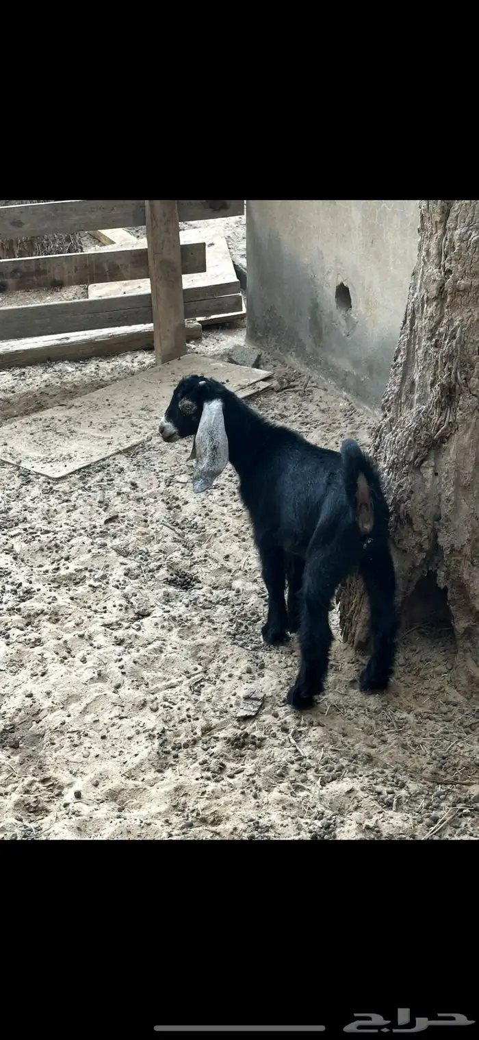 ماعز و جفره 3