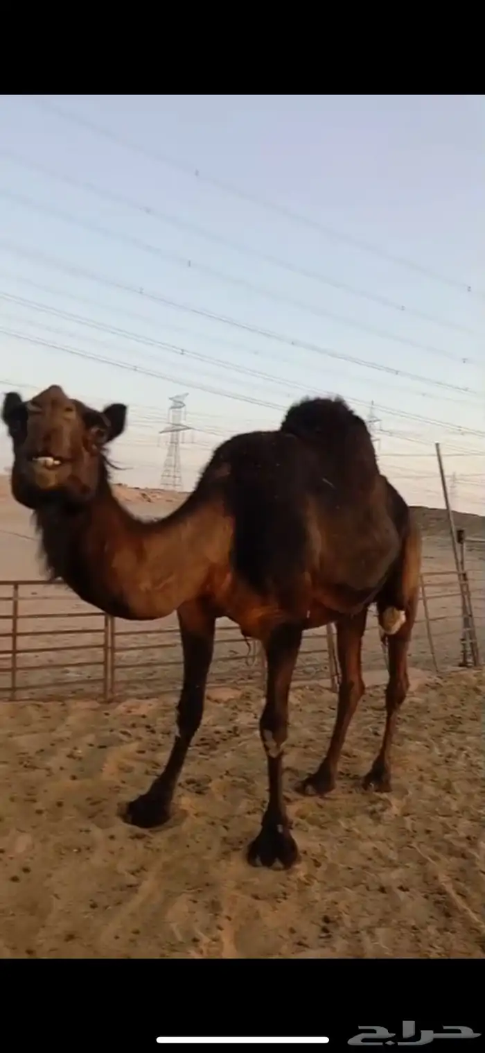 ناقة مجهم للبيع لقحه 0