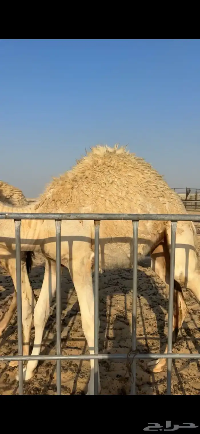 بكره قصب فل الفل 2