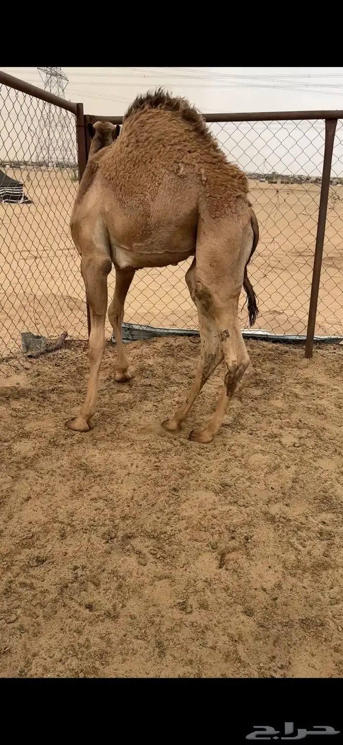قعود كفوو للبيع رقم الجوآل 0