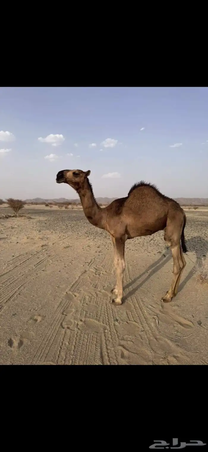 قعود احمر 2