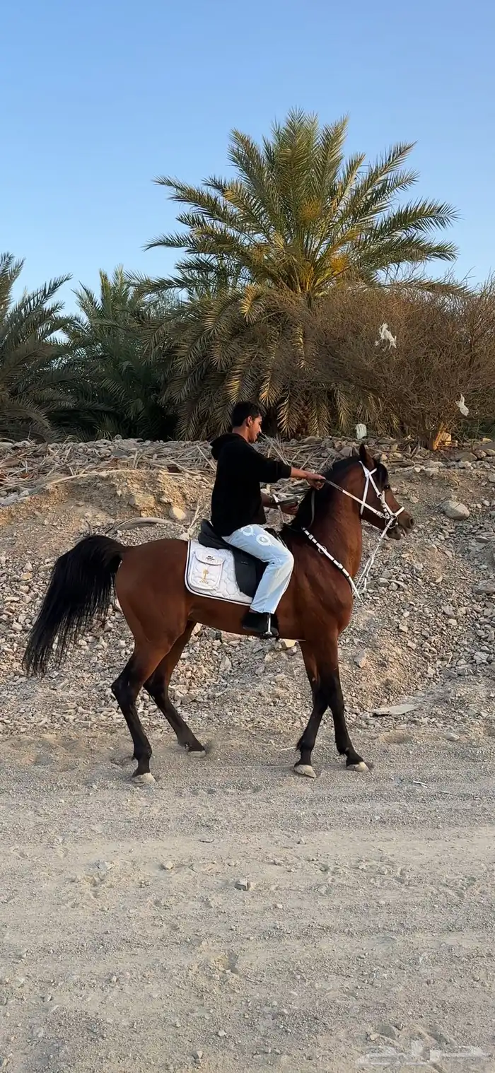 حصان واهو 2