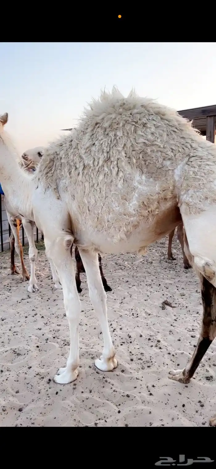 بكره قصب فل الفل 1