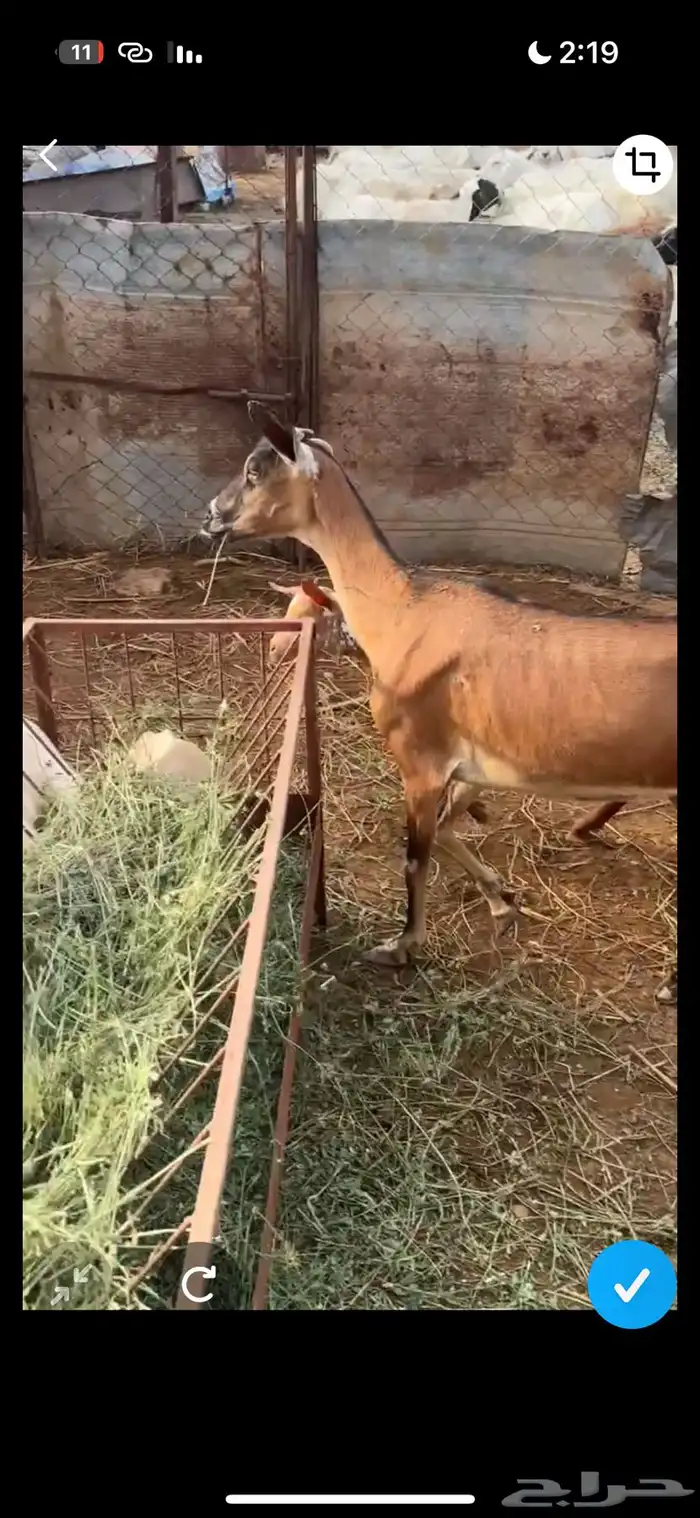 شاه يتبعها خبشه 0