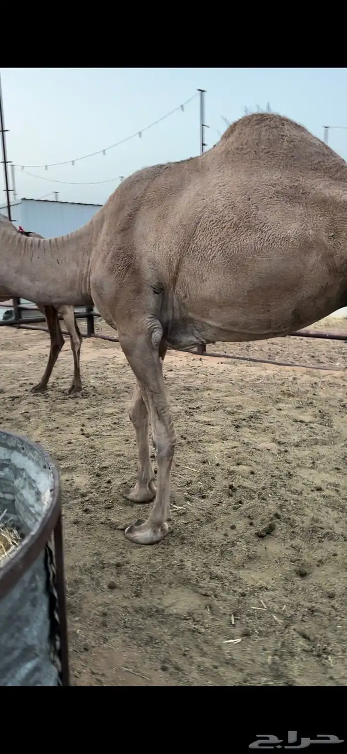 ناقه حايل قصب سمين 1