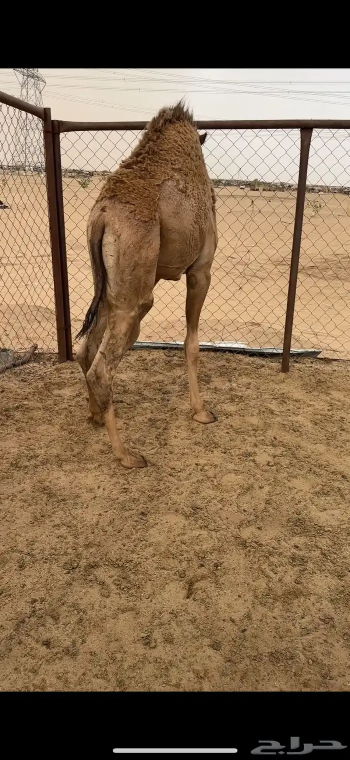 قعود كفوو للبيع رقم الجوآل 1