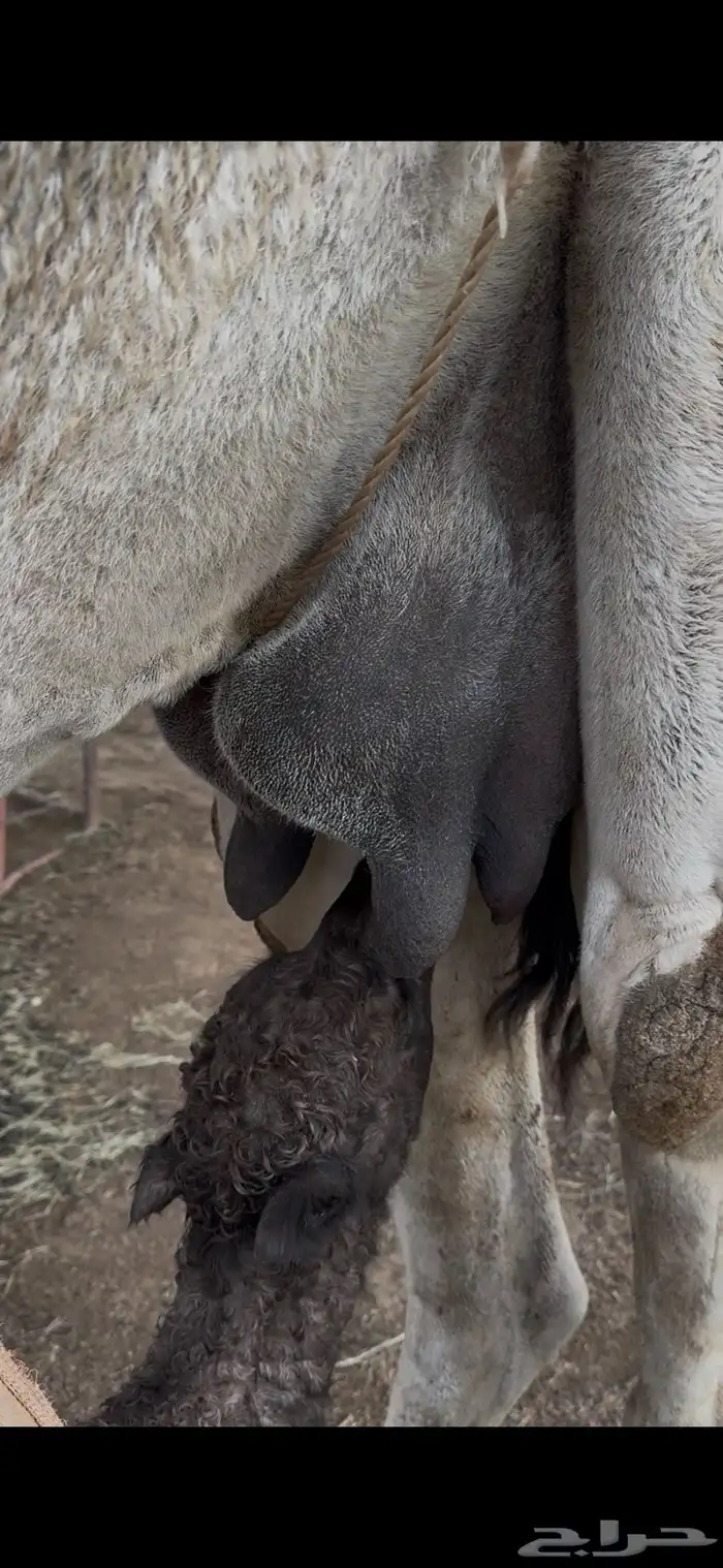 خلفه وضحا تحتها بكره حليبها سطل وناقه زين ومناح 6