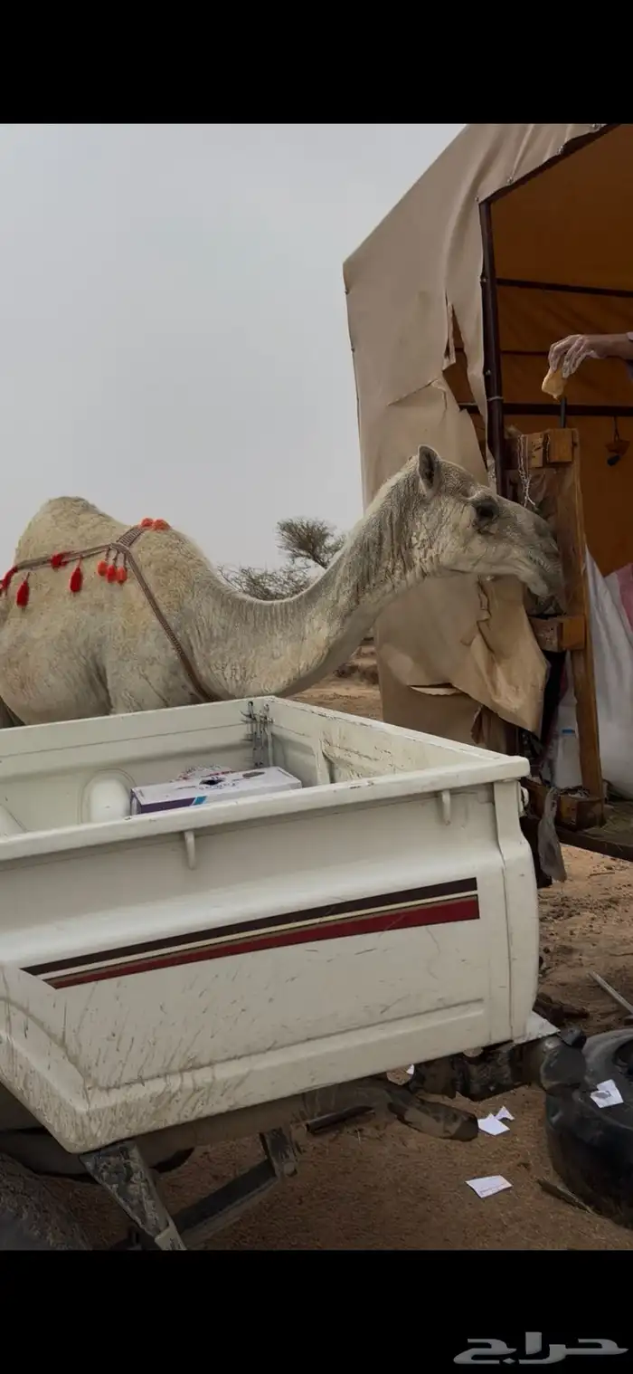 خلفه وضحا تحتها بكره حليبها سطل وناقه زين ومناح 9