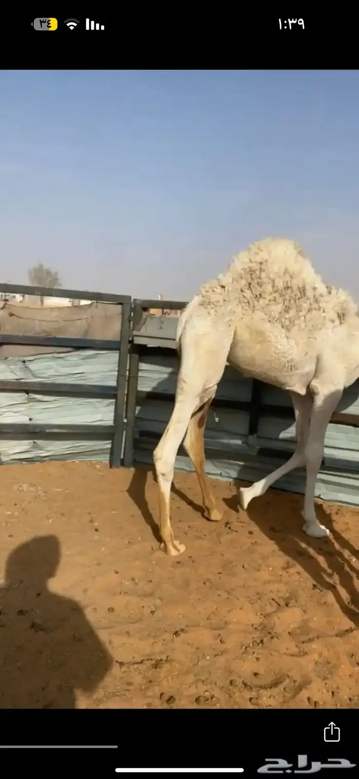 مطلوب حاشي طايش 0