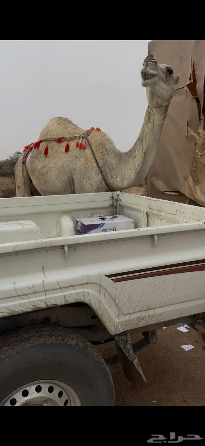 خلفه وضحا تحتها بكره حليبها سطل وناقه زين ومناح 15