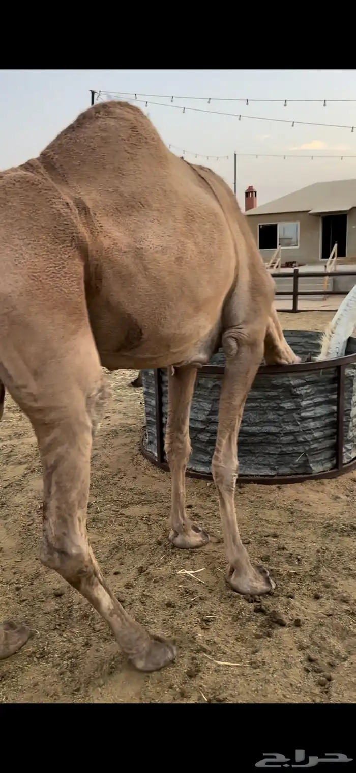 ناقه حايل قصب سمين 2