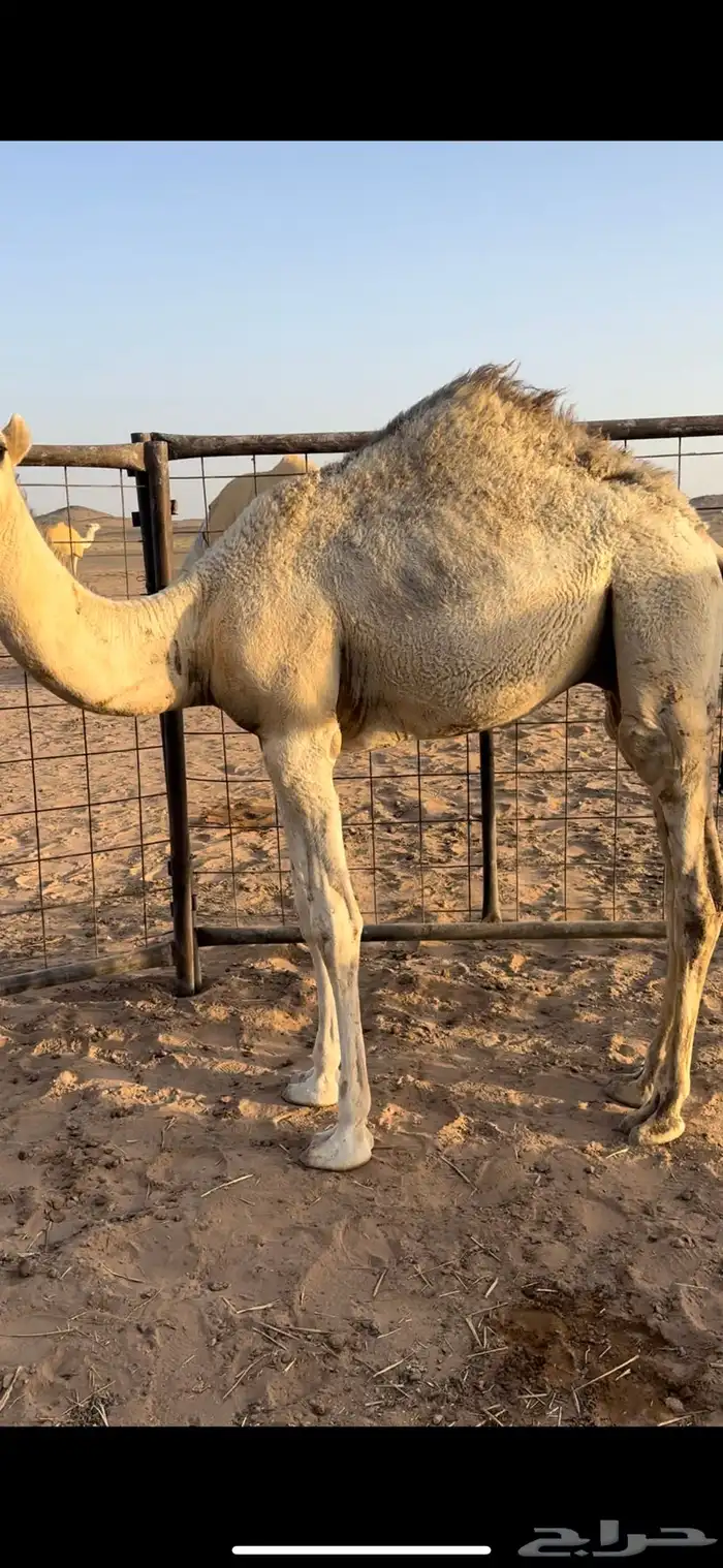 قعود قصب عمره 3