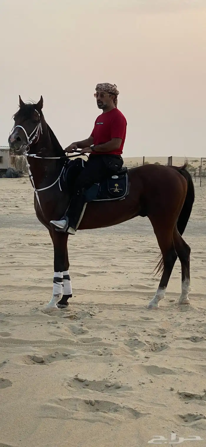 حصان شعبي حار وشيخ وفارق 1