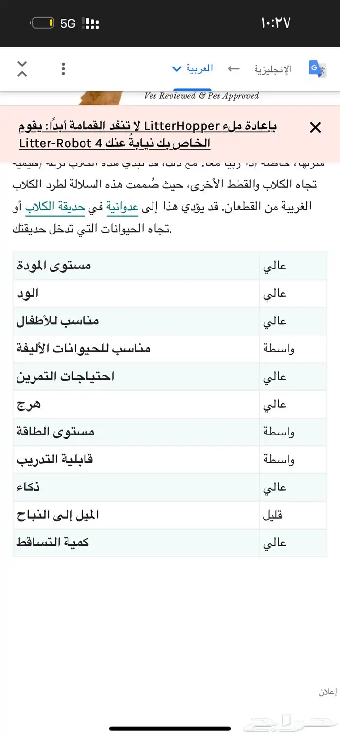 كلب فصيلة كورجي للبيع 1