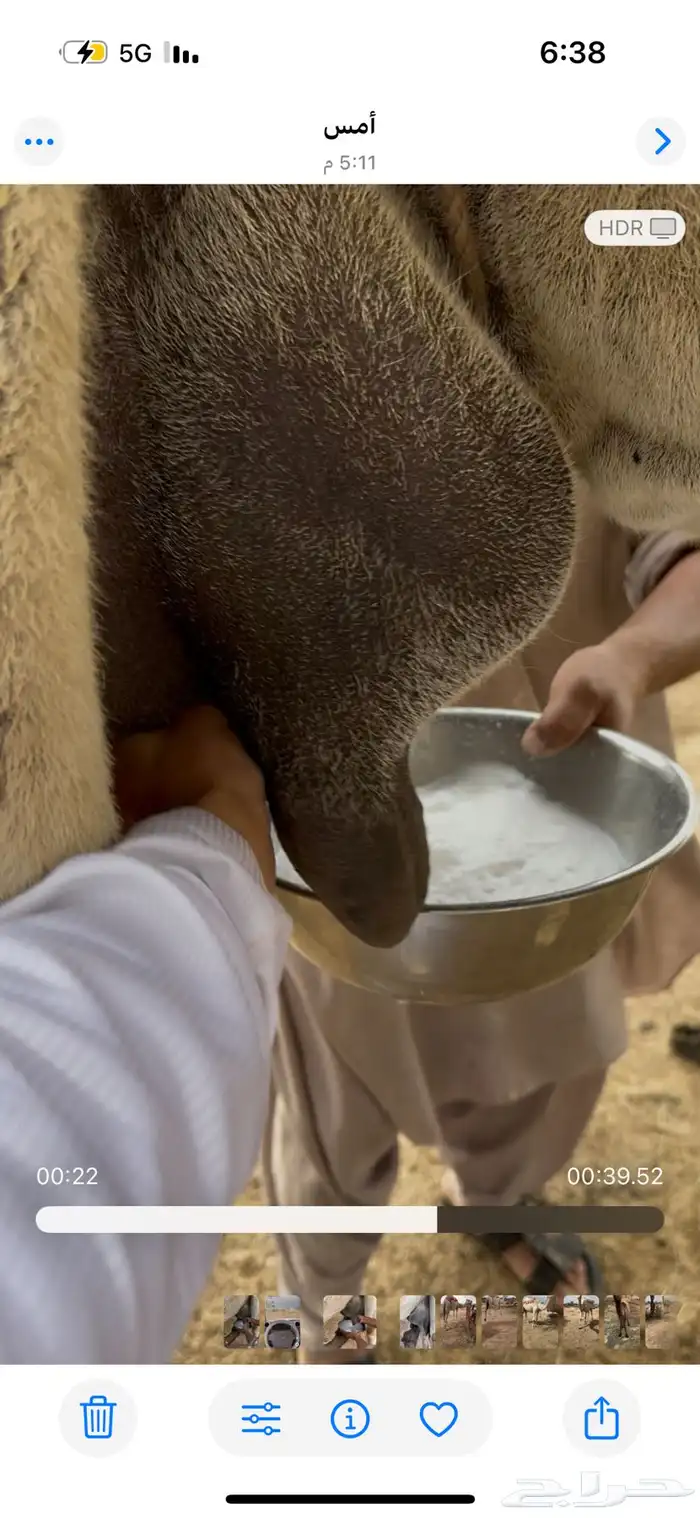 خلفه وضحا تحتها بكره حليبها سطل وناقه زين ومناح 20