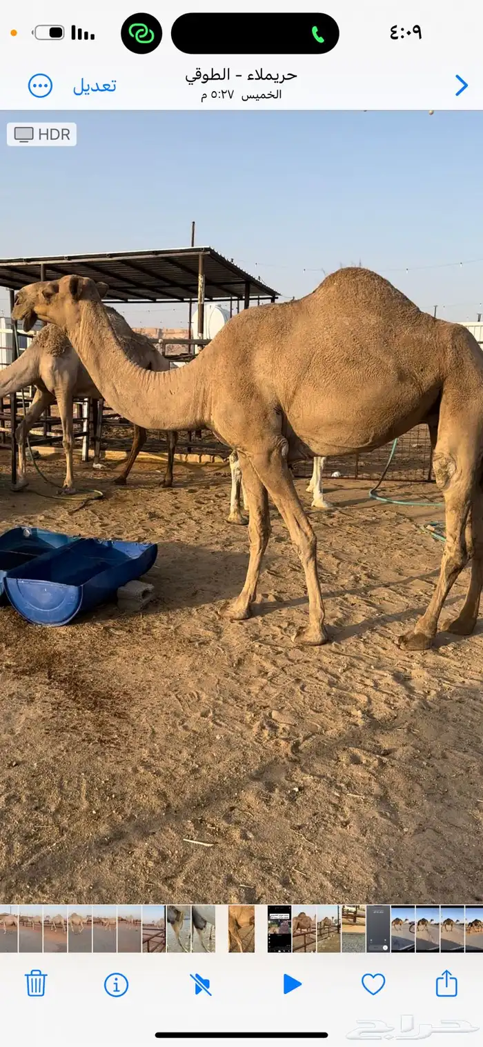 ناقه حايل قصب سمين 0