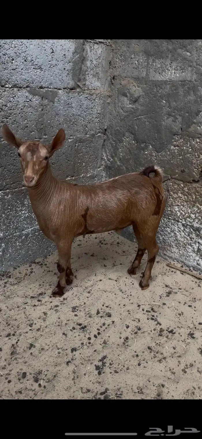 تيوس صلاليه للبيع تم البيع 2