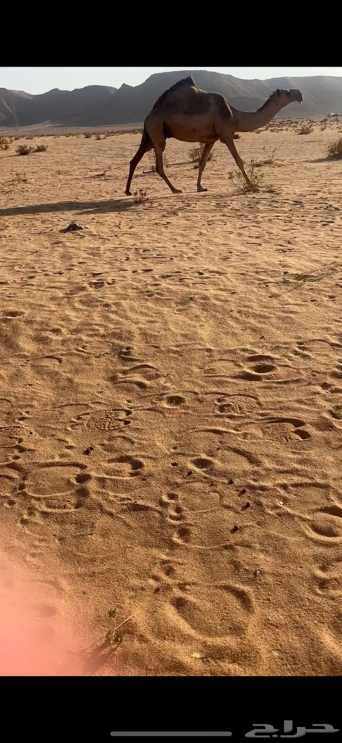لقحه شعلا مزاين 1
