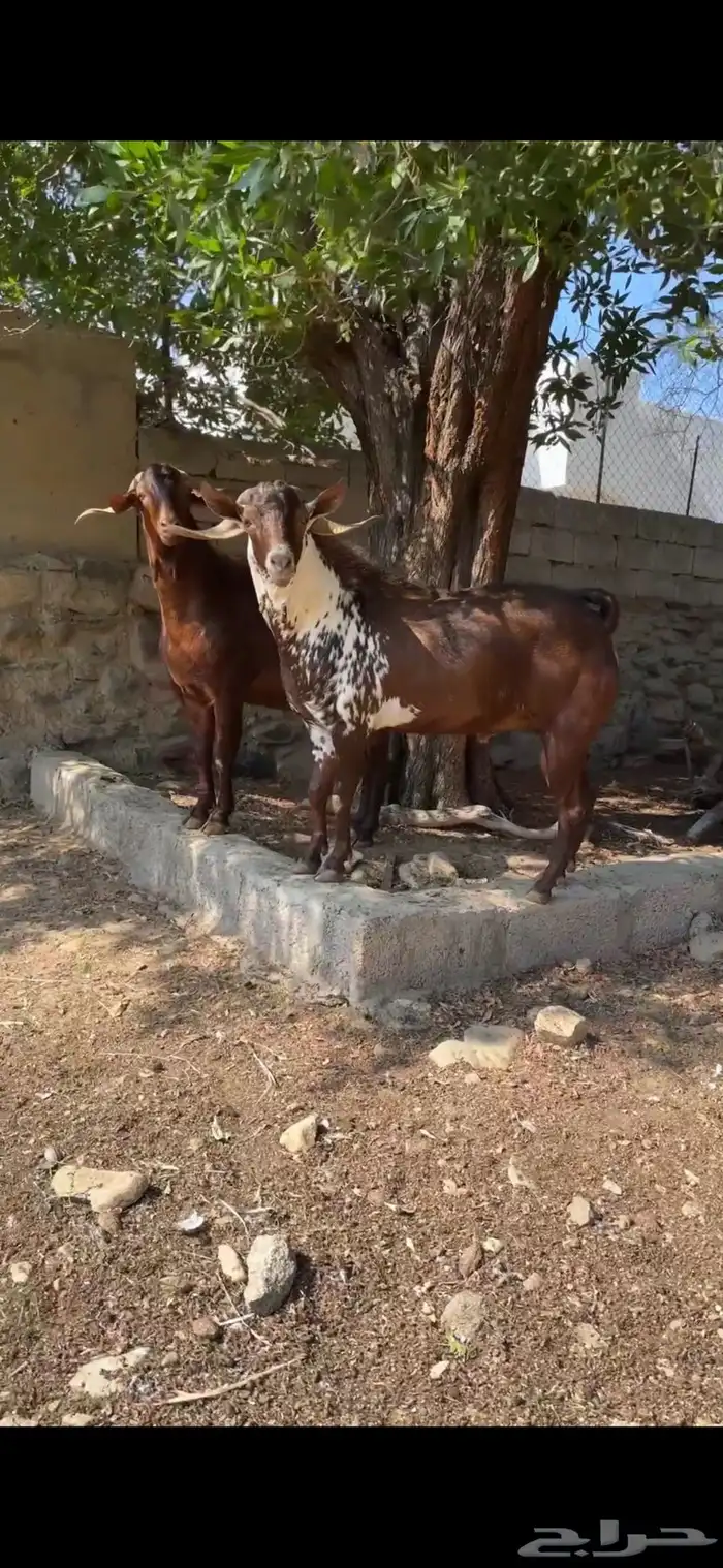فحل اوشح ادبس كفو حار جدا  وانتاجه طيب توه قلع جامع 3