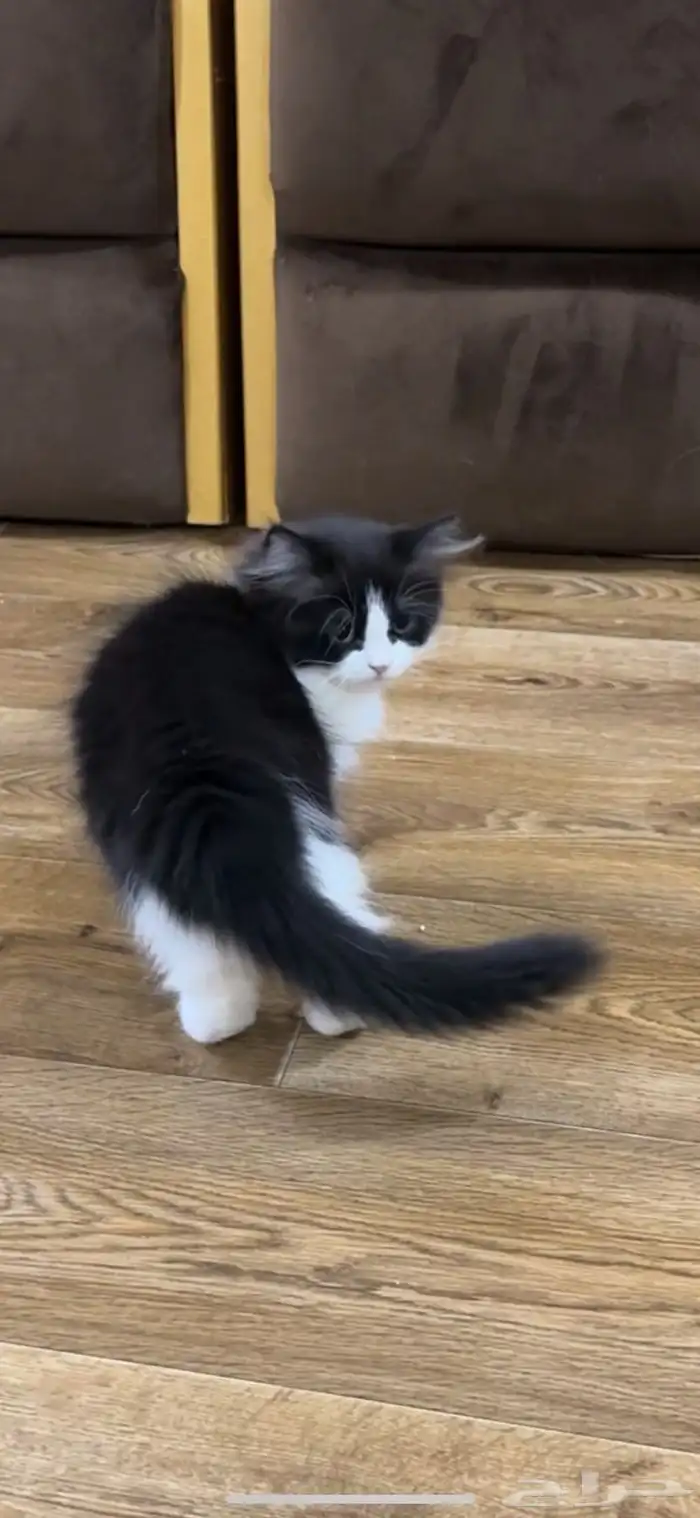 قطط 0