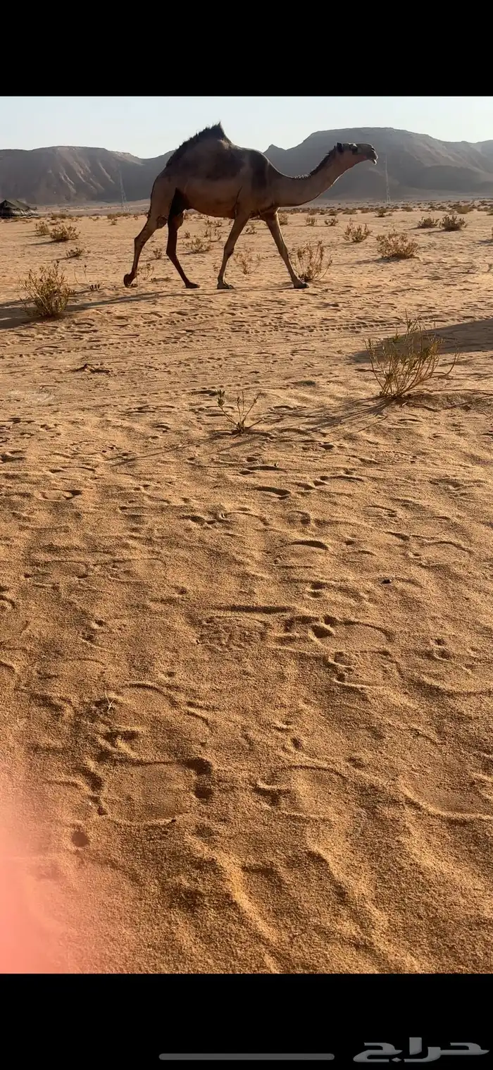 لقحه شعلا مزاين 2