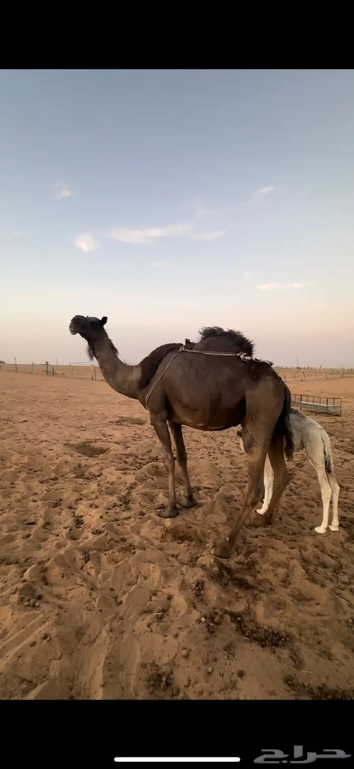 للبيع الخلفه 0