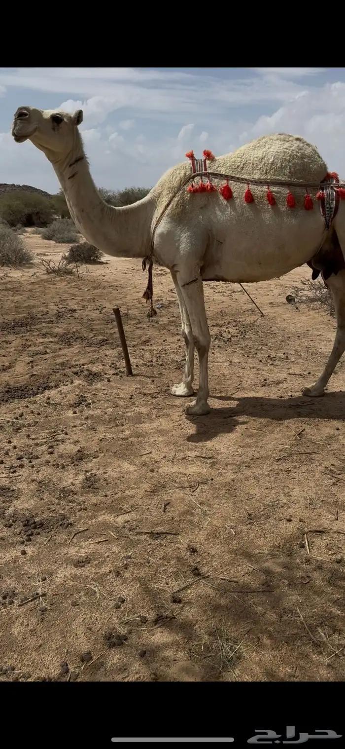 خلفه وضحا تحتها بكره حليبها سطل وناقه زين ومناح 13