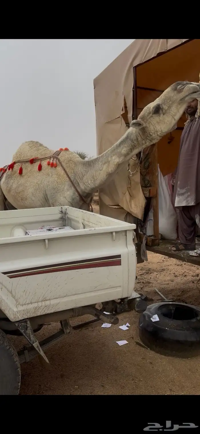 خلفه وضحا تحتها بكره حليبها سطل وناقه زين ومناح 5
