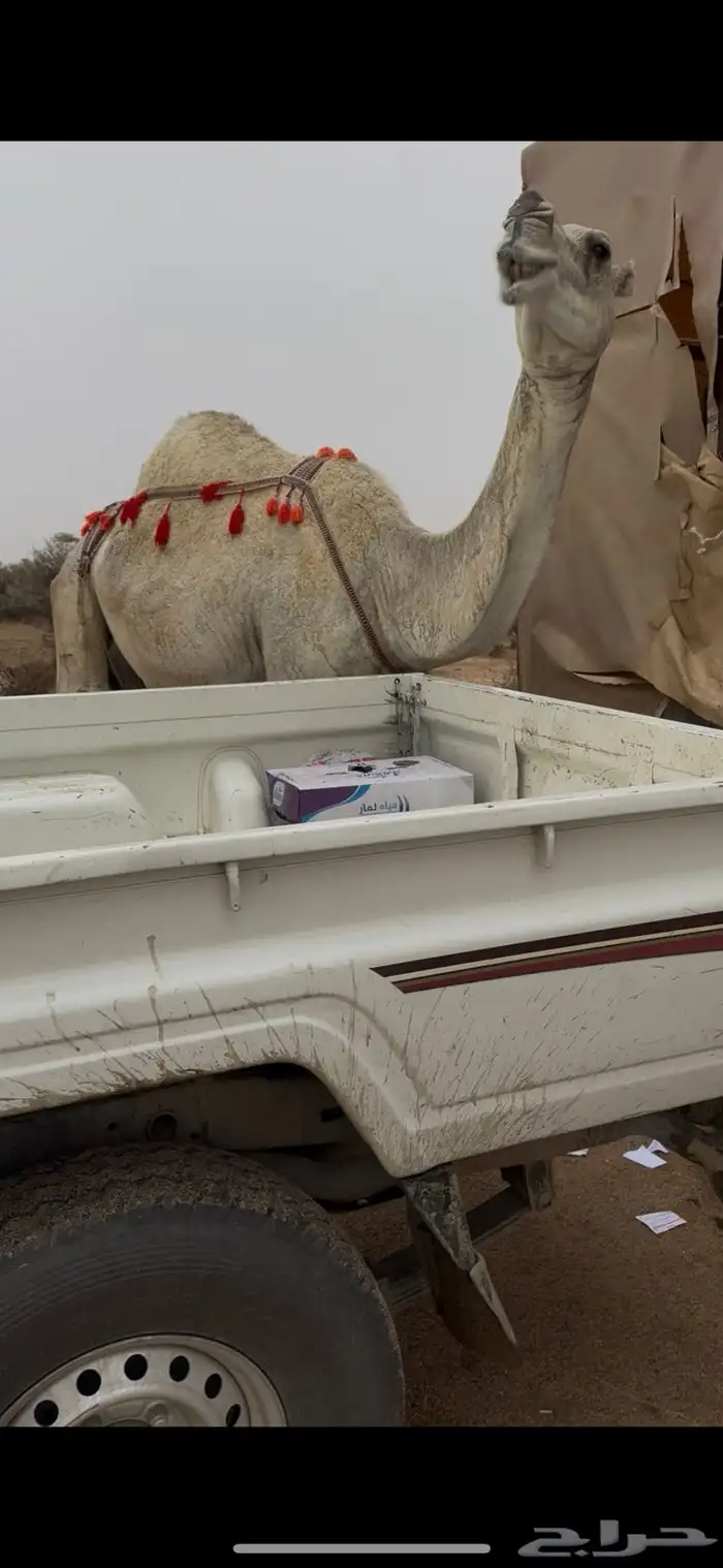 خلفه وضحا تحتها بكره حليبها سطل وناقه زين ومناح 4