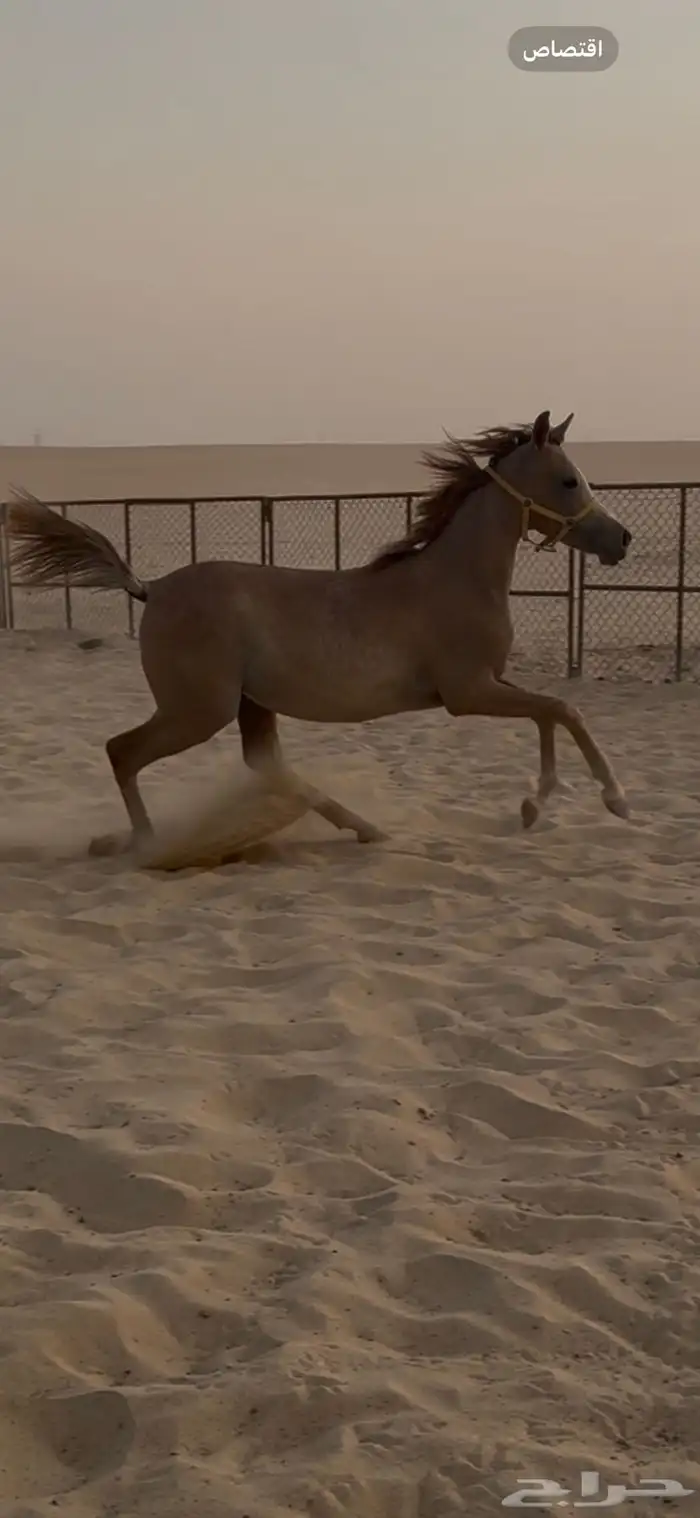 مهره شعبيه 1