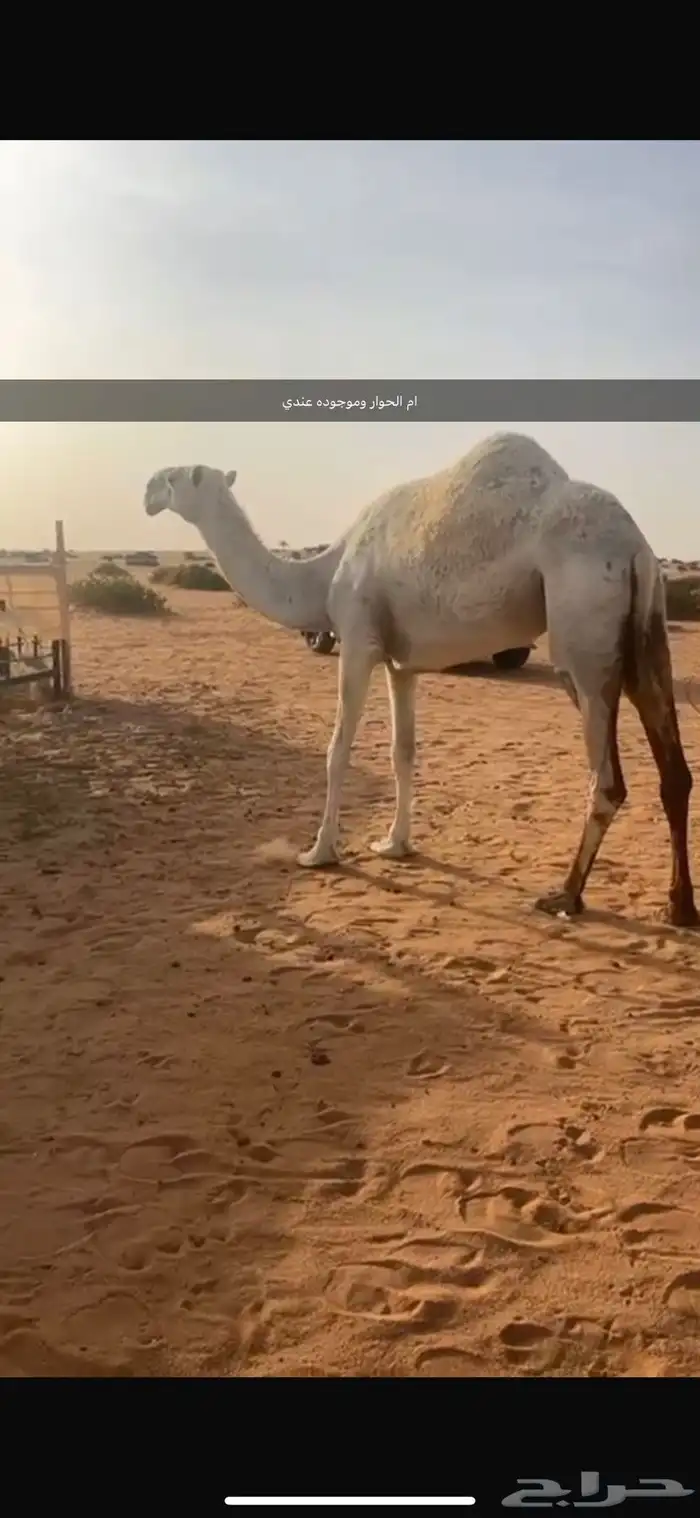 للبيع قعود حوار حيسووني ابوه بعير سعيد ابن شويه 1