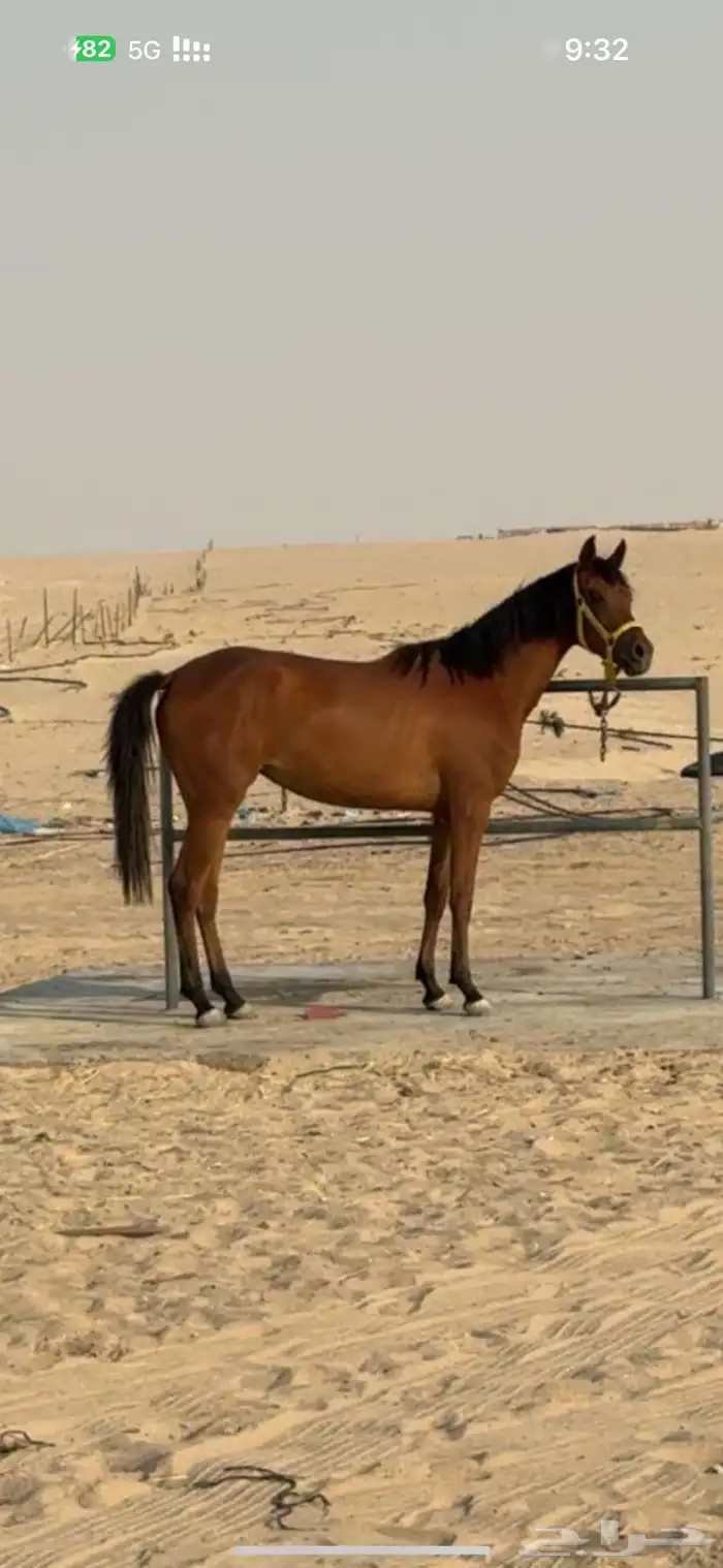 مهره شعبية 0