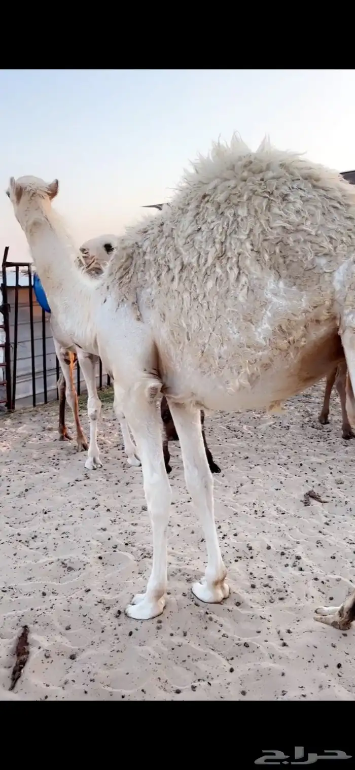 بكره قصب فل الفل 0